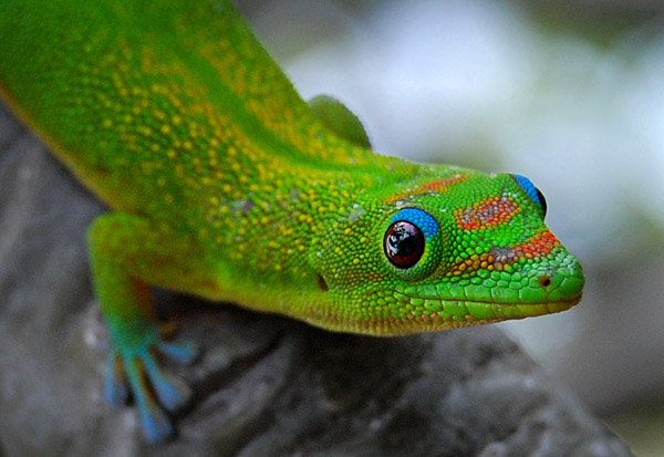 GeckHead_Adj_3-23