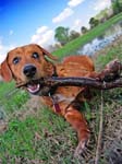 Forest_Stick