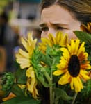 v-sunflowers